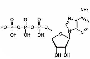 アデノシン三リン酸（ATP）